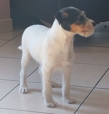 Du Bois Mandé - Chiots disponibles - Parson Russell Terrier
