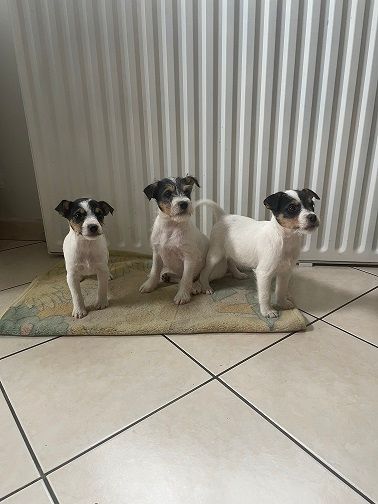 Du Bois Mandé - Parson Russell Terrier - Portée née le 22/01/2025