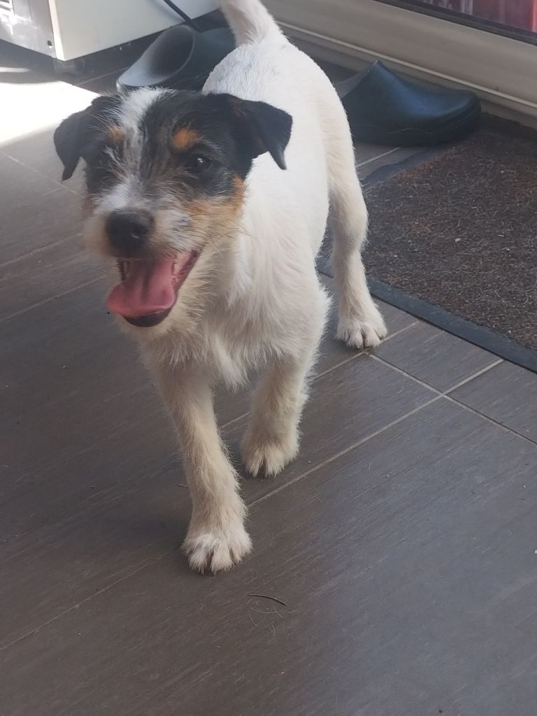 Du Bois Mandé - Chiots disponibles - Parson Russell Terrier