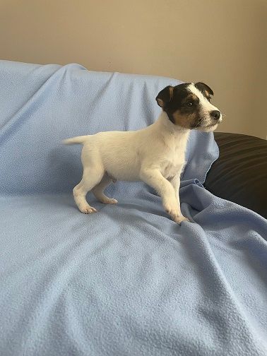 Du Bois Mandé - Chiots disponibles - Parson Russell Terrier
