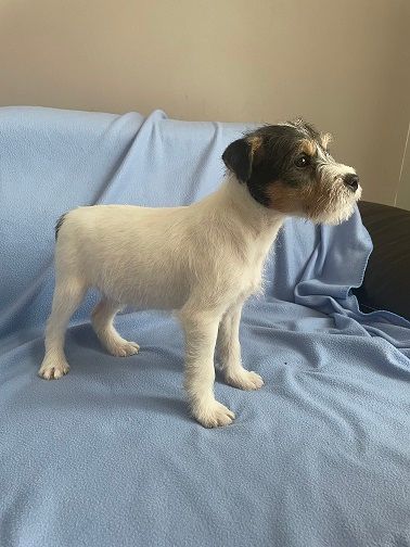Du Bois Mandé - Chiots disponibles - Parson Russell Terrier