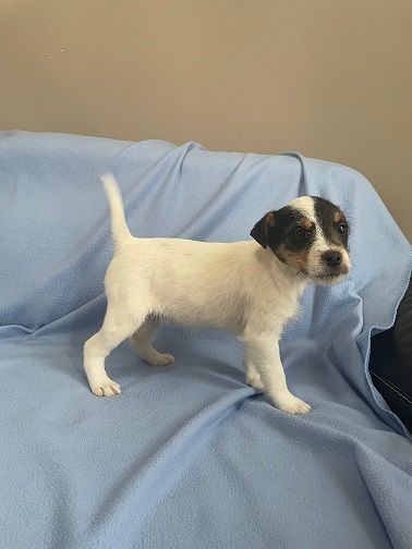 Du Bois Mandé - Chiots disponibles - Parson Russell Terrier